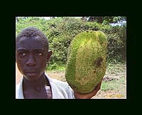 Bsuhfruit