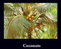 Coconuts