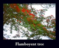 Flamboyent